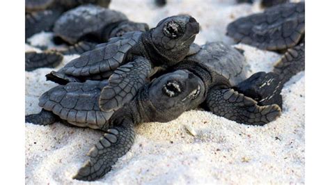 Baby Loggerhead Sea Turtle