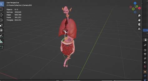 Human male internal organs 3d model 3D model | CGTrader