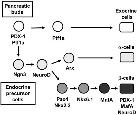 Ijms Free Full Text Role Of Pancreatic Transcription Factors In