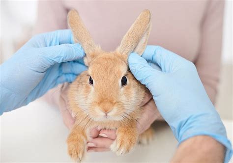 Como Saber Si Un Conejo Est Enfermo S Ntomas