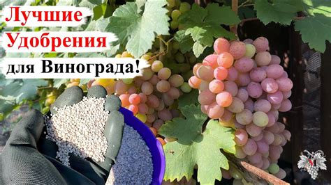 ЛУЧШИЕ УДОБРЕНИЯ для ВИНОГРАДА в ПЕРИОД СОЗРЕВАНИЯ Урожая! - YouTube