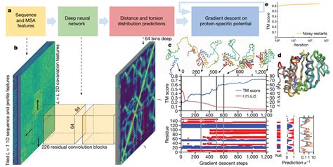 How Alphafold Works In Predicting D Protein Shapes