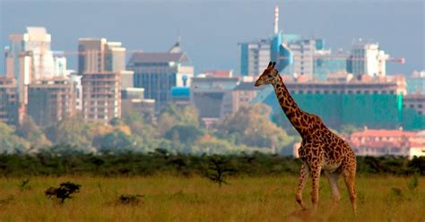 Excursi N De Un D A Al Parque Nacional De Nairobi Y Al Centro De Las