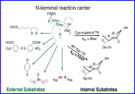 Usersarah Abdallathioredoxin Reductase Proteopedia Life In 3d