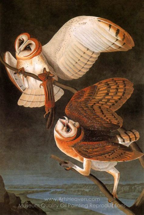 John James Audubon Common Barn Owl Painting Reproductions Save 50 75