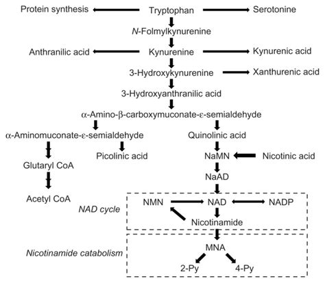 The Tryptophan Nicotinamide Pathway Notes The Pathway Consists Of The