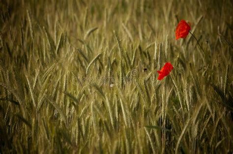 Abelha Que Poliniza Uma Flor Vermelha Da Papoila Em Um Campo De Trigo