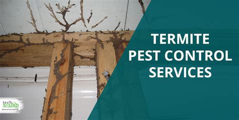 10 Top Tips For Prevention Of Termites