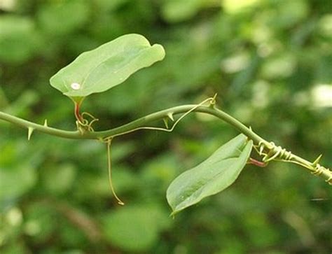 Greenbrier (Smilax rotundifolia) in Ontario