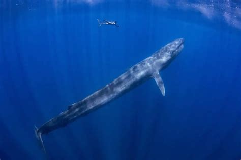 Blue Whale - Worldwide Nature