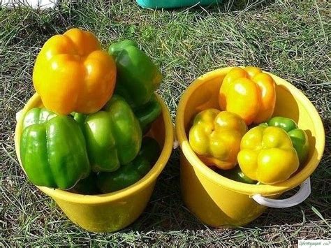ОШИБКИ. КОТОРЫЕ ЛИШАЮТ ВАС БОЛЬШОГО УРОЖАЯ ПЕРЦЕВ | Stuffed peppers ...