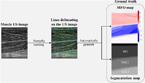 Figure From Full Spatial Muscle Fiber Orientation Estimation From