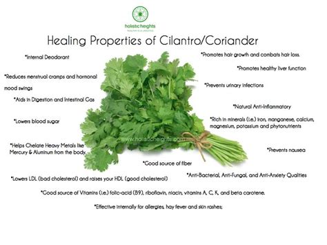 Cilantro Also Known As Coriander Has Some Amazing Health Benefits