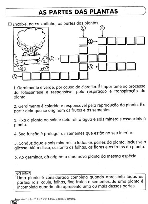 Professores Online 24 Horas Fotossíntese E Partes Das Plantas