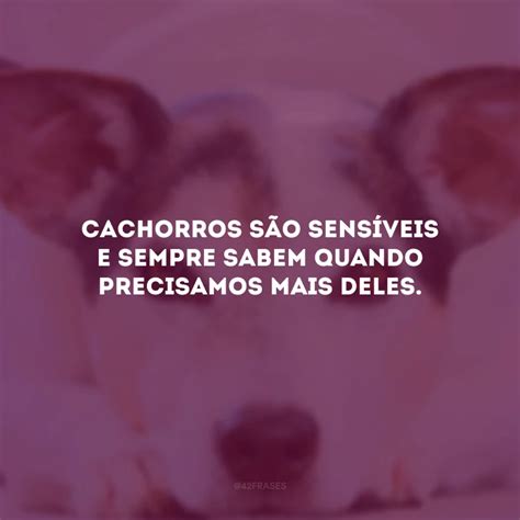 Frases De Amor Para Cachorro Que Enaltecem Seu C Opanheiro