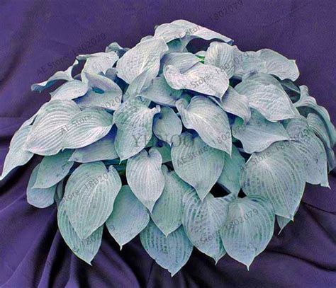 Pcs Hosta Perennial Lily Grass Seeds Bestseedsonline Free