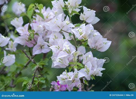 白九重花 库存照片 图片 包括有 花瓣 空白 虚拟 词根 结构树 本质 安静 限定范围 247326444