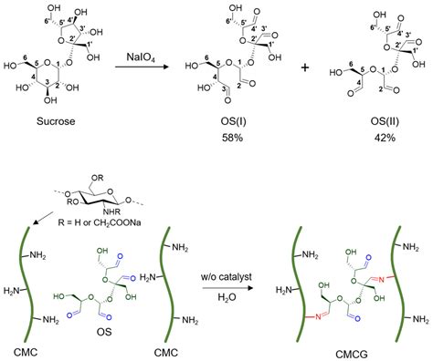 Sucrose Hydrolysis Mechanism