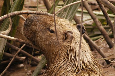 100 Capybara Wallpapers