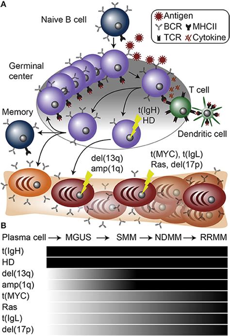 Frontiers Cell Of Origin And Genetic Alterations In The Pathogenesis Of Multiple Myeloma