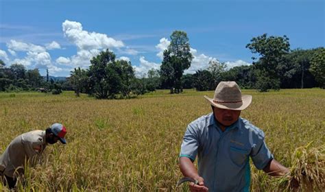 Hingga Juni Produksi Padi Di Balangan Mencapai Ribu Ton