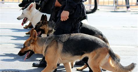 Drug-Sniffing Dogs in Schools | ACLU of Washington