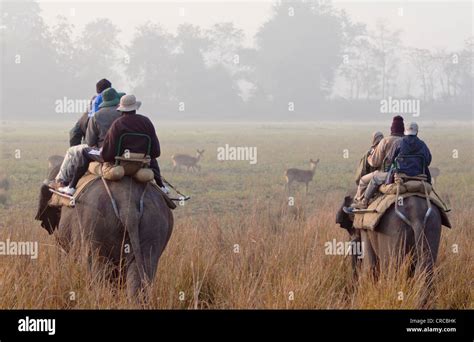 Park Visitors Spot Wildlife During An Elephant Safari Kaziranga