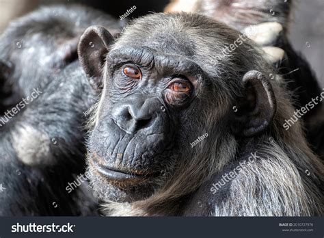 4037 Old Chimpanzee Images Stock Photos And Vectors Shutterstock