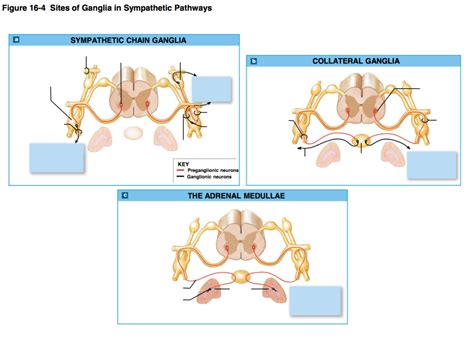 Figure 16-4 Sites of Ganglia in Sympathetic Pathways Diagram | Quizlet