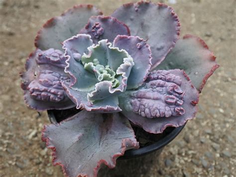 Echeveria Bumps World Of Succulents