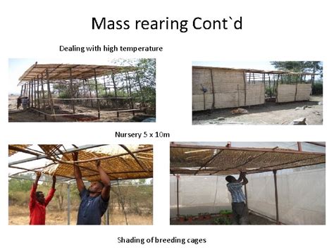 Mass Rearing Of The Biological Control Agent Zygogramma