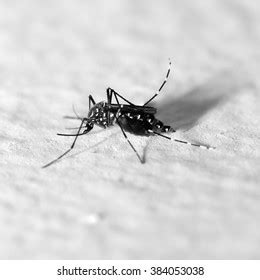 Common House Mosquito Stock Photo 384053038 | Shutterstock