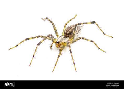 American Grass Spider A Genus Of Funnel Weaver Arachnid In The