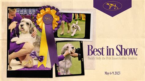 Buddy Holly the PBGV crowned Best in Show at 2023 Westminster Dog Show ...