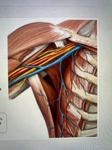 Neurovasculature Of The Upper Limb Flashcards Quizlet