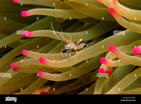 Spotted Cleaner Shrimp Periclimenes Yucatanicus Caribbean Atlantic