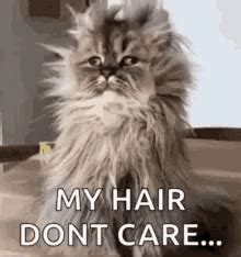 Crazy Hair Meme GIFs | Tenor