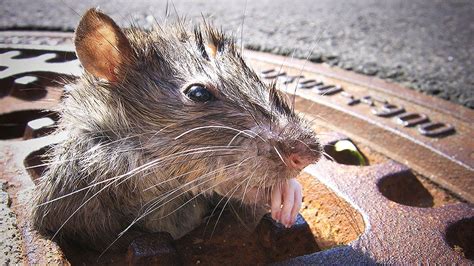 Sewer Rats In NYC: Understanding The Urban Rodent Phenomenon