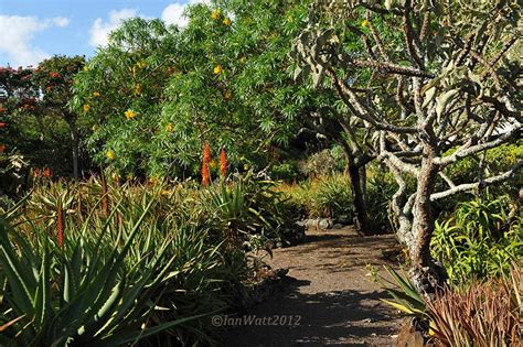 Kauai Moir Gardens Brooklandsplants