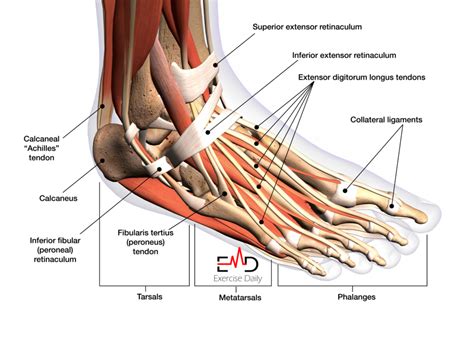 How to Heal a Tendon in Foot at home | Best Exercises