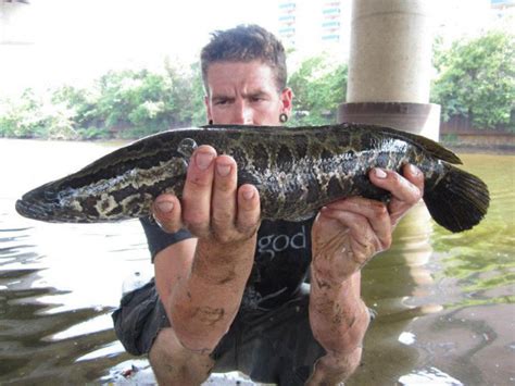 Snakehead identification | MonsterFishKeepers.com