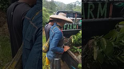 Pembukaan Lahan Baru Di Sato Yama Garden Gunung Gula Youtube