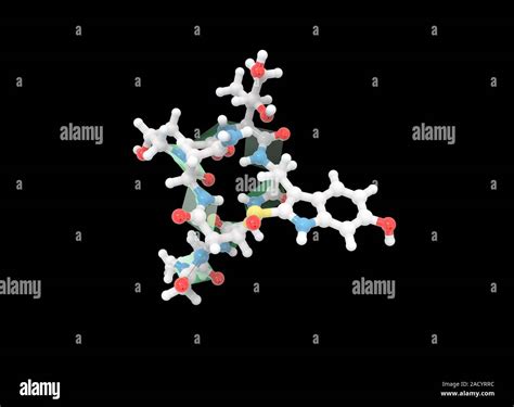 Alpha-amanitin toxin molecule. Computer model showing the structure of a molecule of the ...