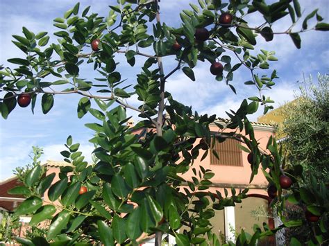 El huerto del Lopez: UN NUEVO ARBOL FRUTAL EN MI HUERTO, EL AZOFAIFO