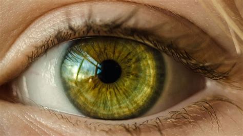 Por Qué Las Personas Con Ojos Verdes Son únicas Cosas Sorprendentes Sobre Los Ojos De Color