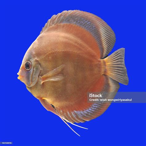 Redcover Discus Fish Strain Stock Photo Download Image Now Amazon