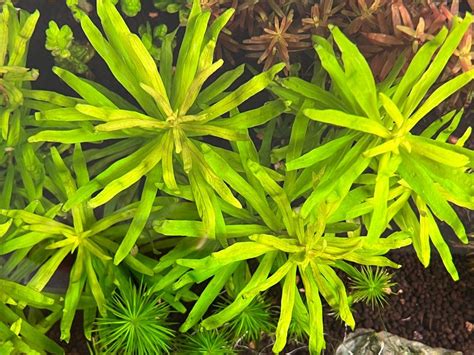 Ammania Golden Limnophila Aromatica Mini Alternanthera Reineckii Mini