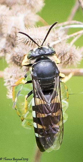 Wasp Bicyrtes Quadrifasciatus Bugguide