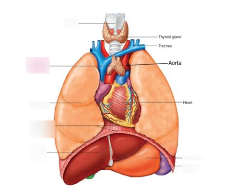 Thymus Diagram | Quizlet