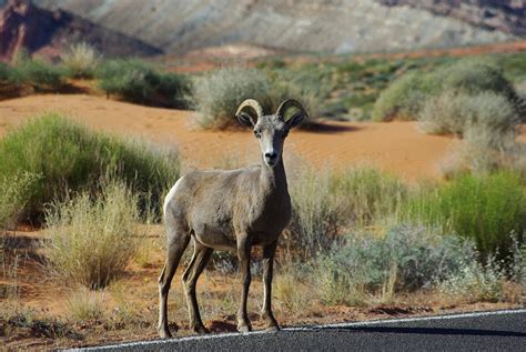 Bighorn Sheep - Free photo on Pixabay